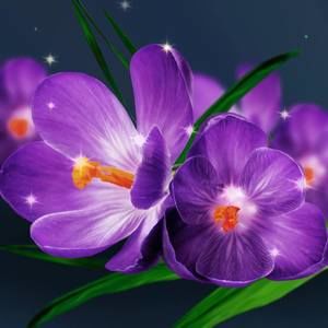 Meet your Posher, Myah